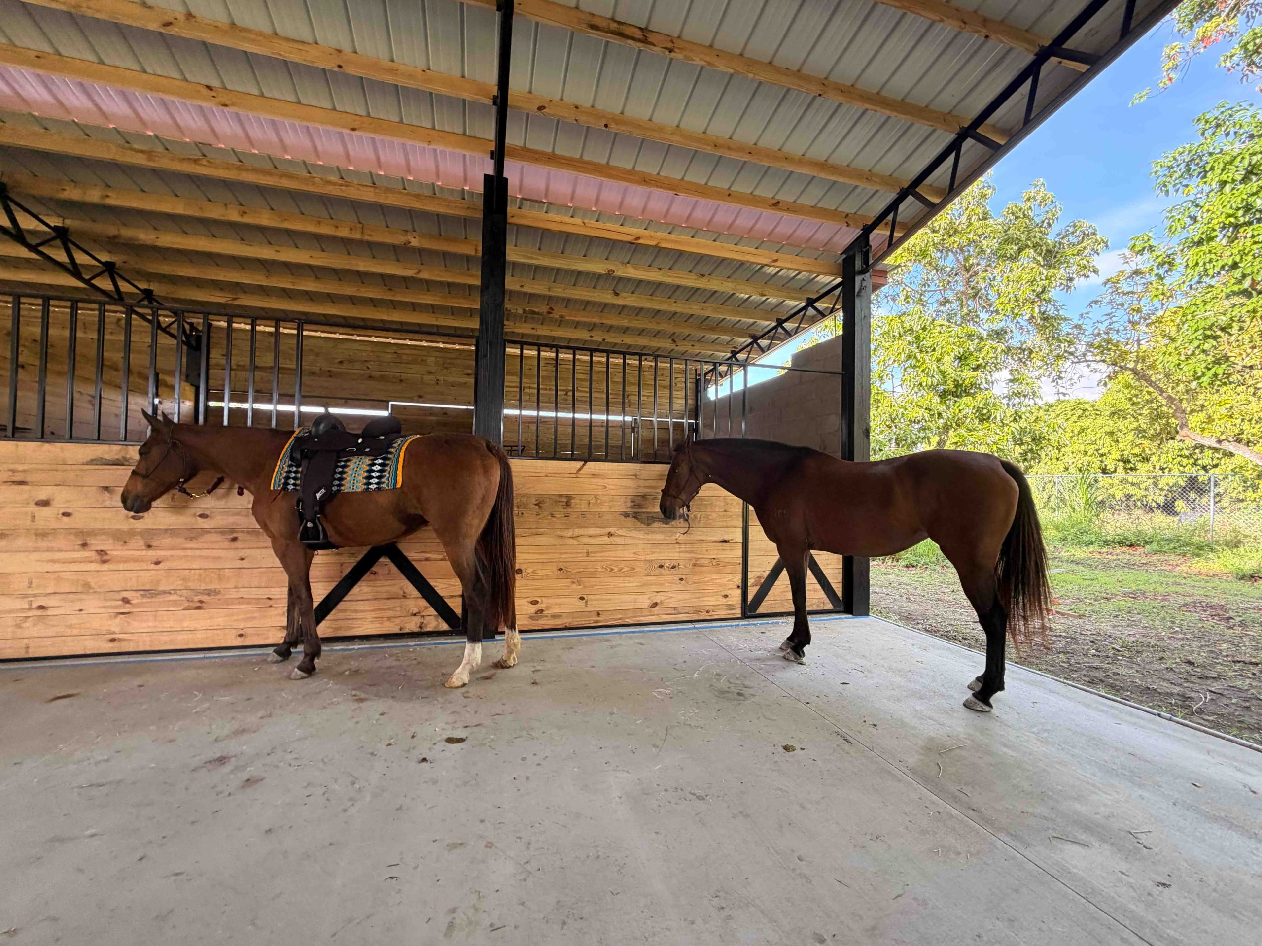 Horse Boarding Paddock